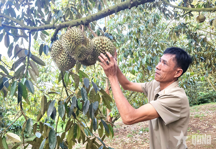 Chương trình đấu giá sầu riêng tại vườn còn góp phần tôn vinh người trồng. 