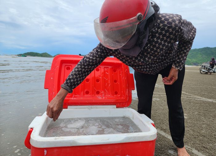 Cá cơm bún được chất đầy thùng nhựa