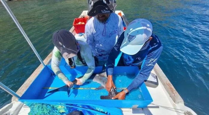 Các nhà nghiên cứu đang đo kích thước một cá thể cá mập búa trơn con tại vùng biển Galápagos