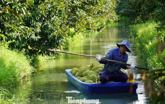 Thu hoạch sầu riêng ở Cần Thơ.