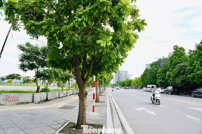 Tuyến phố này dài 830m, rộng 25m (lòng đường 15m; vỉa hè mỗi bên 5m). Đường trải nhựa, vỉa hè, cây xanh đô thị và điện chiếu sáng đồng bộ.