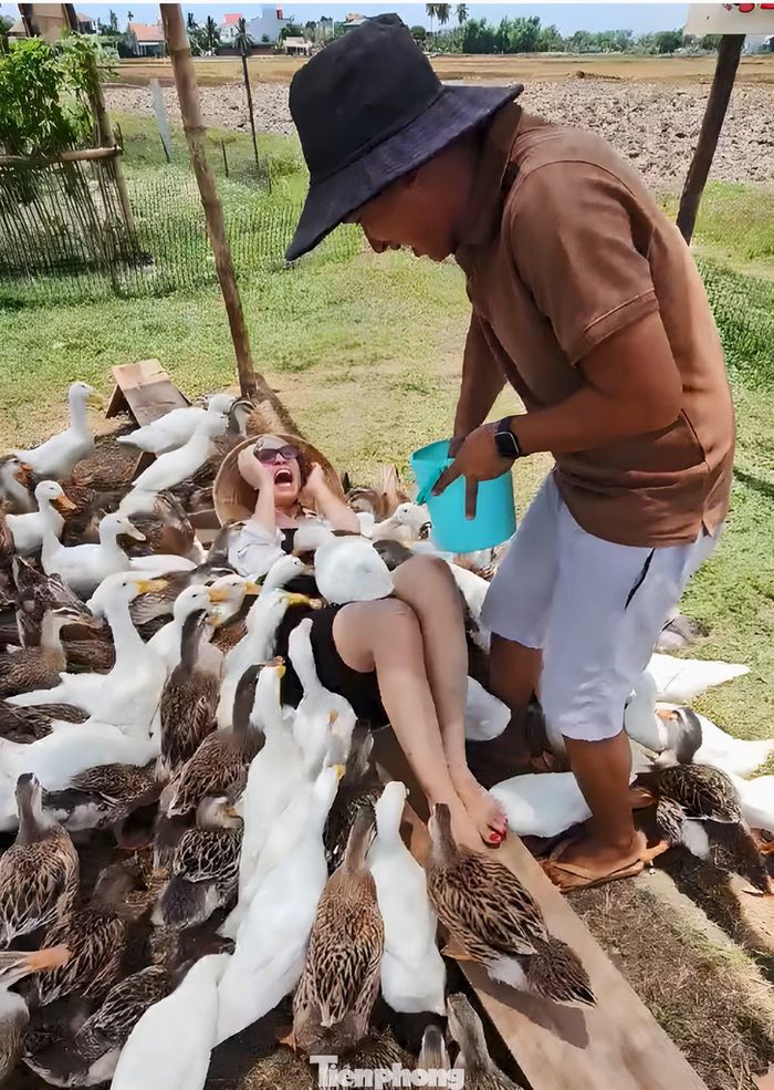 Để bầy vịt massage cuồng nhiệt hơn, tăng sự phấn khích cho du khách, nhân viên tại đây liên tục rải thóc lên người họ. Đàn vịt "chọc" du khách cười nghiêng ngả.