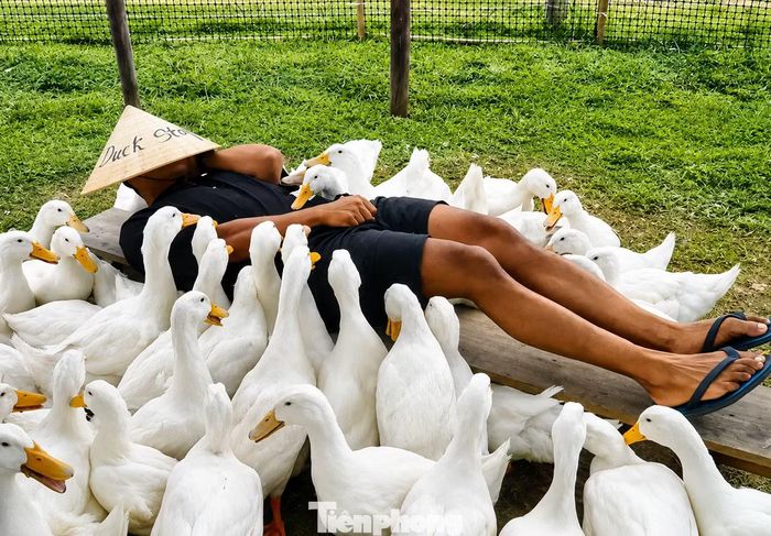 Đàn vịt còn massage cho du khách bằng việc ăn thóc trên khắp cơ thể họ. Vịt mổ thóc khiến họ bị nhột và phá lên cười, nhiều du khách quá phấn khích hét vang cả một góc vườn.