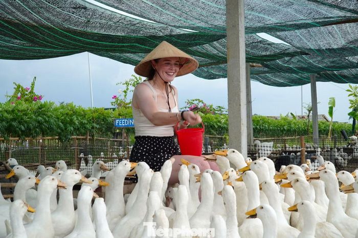 Chủ trang trại cho hay, để có đàn vịt đông đảo quân số phục vụ du khách, ngoài việc tự nuôi, trang trại còn huy động của nông dân quanh vùng. Những chú vịt từ 20 ngày tuổi được mang tới và làm du lịch.