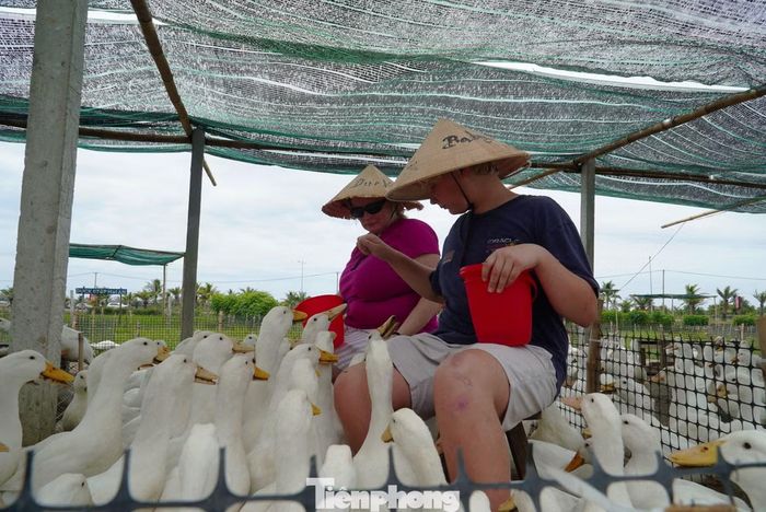  Đàn vịt vây quanh du khách khi thấy thức ăn. Chủ trang trại cho hay nơi này bắt đầu đón khách du lịch vào tháng 2, phần lớn là khách nước ngoài. 