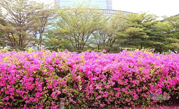 Hoa giấy là loài cây quen thuộc với khả năng chịu nắng nóng và khô hạn rất tốt.