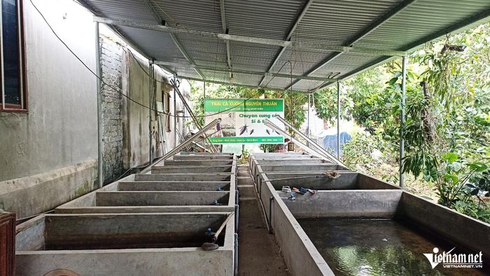Sau nhiều lần thất bại, đến nay anh Thuần đã xây dựng hơn 10 bể xi măng để nuôi cà cuống bố mẹ, con giống và thương phẩm.