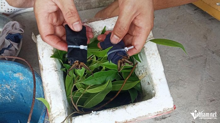 Cà cuống thương phẩm được anh Thuần đóng hàng cẩn thận gửi cho khách khắp các vùng miền.