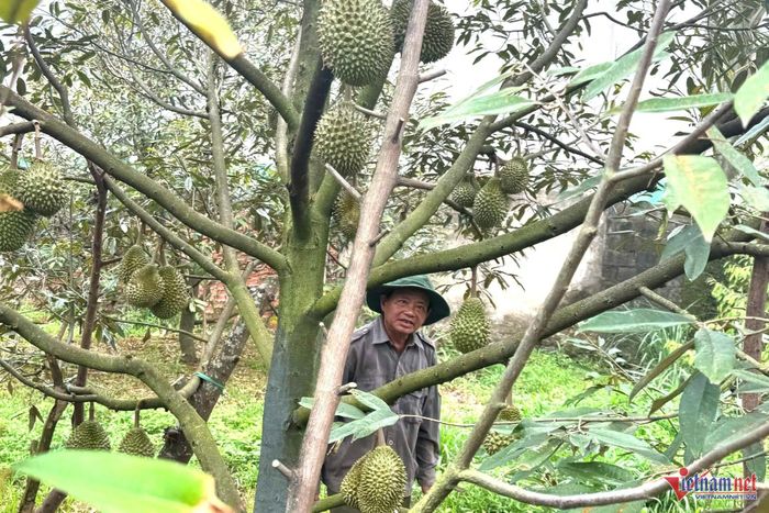 Vườn sầu riêng của ông Hoàng Quốc Tiệp vẫn chưa có mã số vùng trồng. Ảnh: Hải Dương