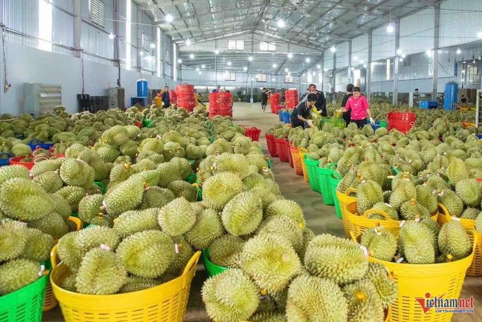 Những khó khăn của ngành hàng sầu riêng đang dần được tháo gỡ. Ảnh: Hải Dương