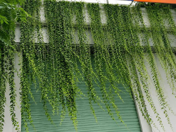 Cây cúc tần Ấn Độ nổi bật với khả năng chống nóng hiệu quả
