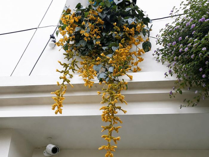 Cây lan hoàng dương treo ban công.