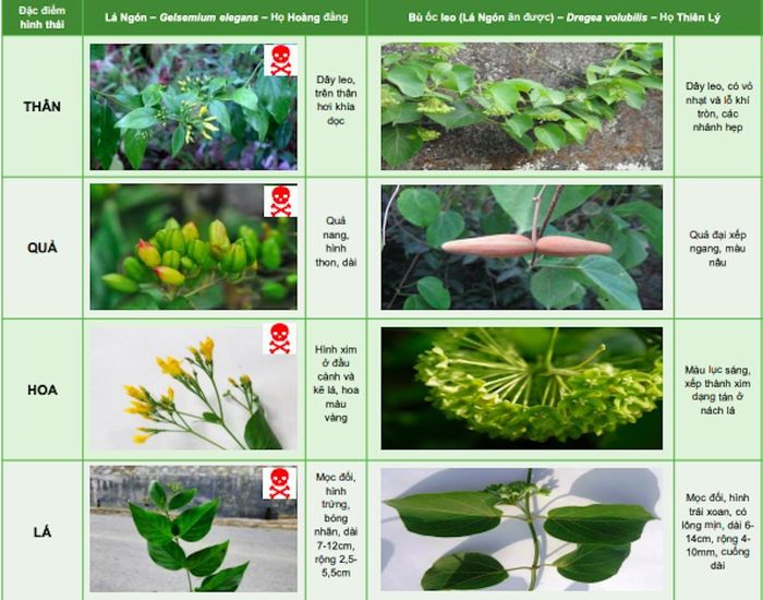 Bảng phân biệt lá ngón và rau ngón. Ảnh: Viện Dược liệu