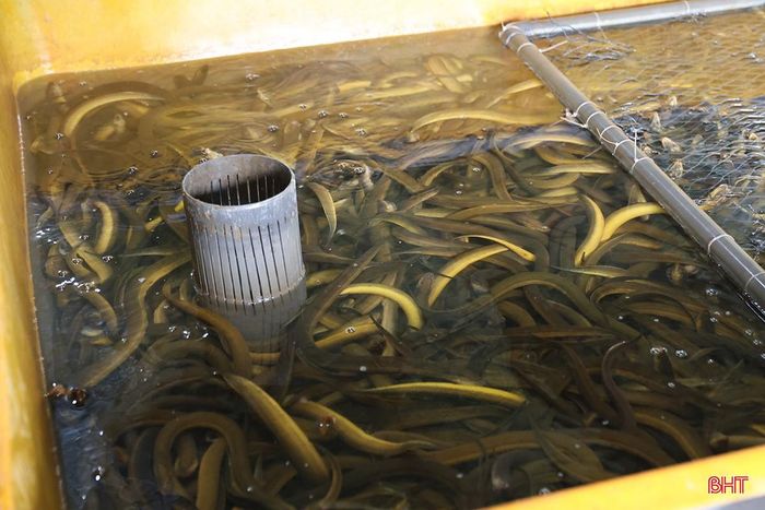 Giá lươn thương phẩm có thời điểm "chạm đáy" 40 nghìn đồng/kg, hiện dao động khoảng 60 nghìn đồng/kg.