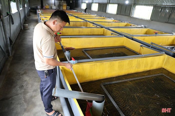 Anh Đặng Văn Cường đang cân nhắc việc xuất bán lươn trong thời điểm hiện nay.