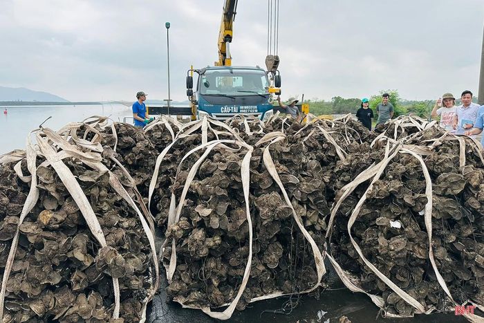 Vào cuối tháng 4/2026, 50 tấn hàu của xã Thạch Khê đã được xuất bán, mang lại giá trị kinh tế cao.