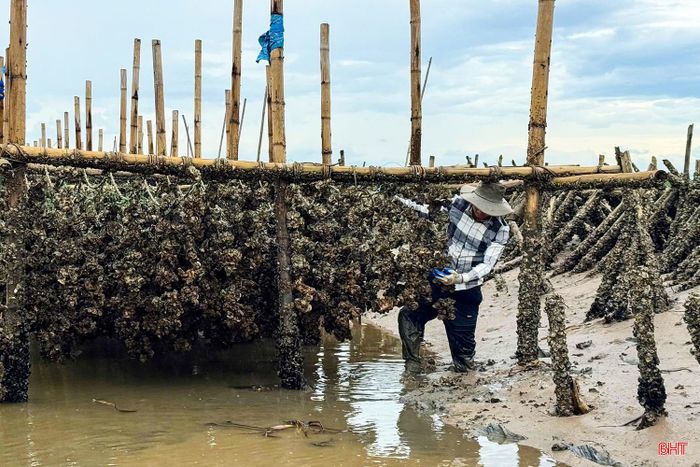 Các địa phương cần quan tâm, phát triển nghề nuôi nhuyễn thể gắn với quy hoạch, bảo đảm an toàn dòng chảy.