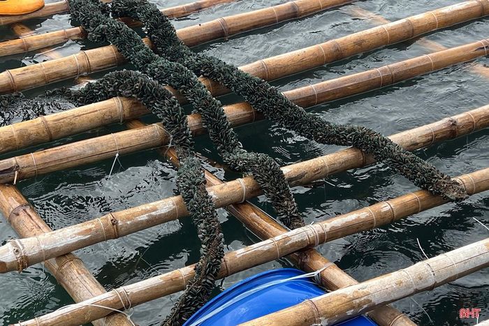 Nuôi vẹm vừa phát triển kinh tế vừa góp phần bảo vệ môi trường tự nhiên bởi loài này có khả năng lọc nước tự nhiên, hấp thụ chất hữu cơ lơ lửng và không cần dùng thức ăn công nghiệp.