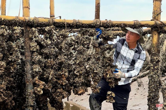 Nuôi hàu trên giá treo không tốn chi phí thức ăn, chủ yếu là đầu tư giàn treo và nhân công.