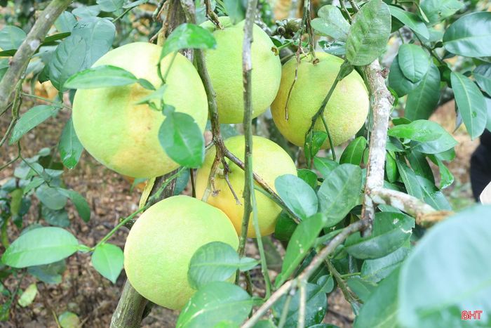 Hà Tĩnh hiện có gần 2.800 ha bưởi Phúc Trạch, tập trung chủ yếu tại các xã: Phúc Trạch, Hương Đô, Hương Phố, Hà Linh, Hương Xuân, Hương Khê... Nếu như những năm trước, thời điểm này người trồng chủ yếu tập trung dưỡng quả thì năm nay nhiều diện tích đã bắt đầu thu hoạch những lứa bưởi đầu tiên.