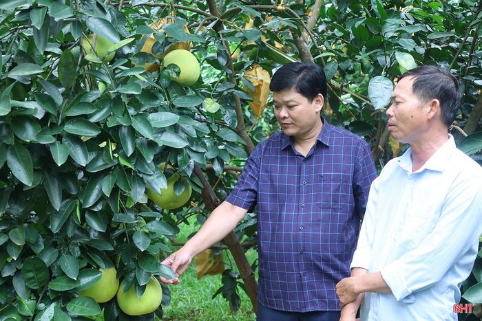  Theo ông Lê Nguyễn Kiên Cường (người bên trái) - Phó Chủ tịch UBND xã Phúc Trạch: "Cùng với việc hướng dẫn người dân chăm sóc vườn bưởi theo quy trình kỹ thuật, địa phương sẽ tăng cường kết nối tiêu thụ, quảng bá sản phẩm trên các sàn thương mại điện tử và hệ thống siêu thị nhằm mở rộng thị trường, nâng cao giá trị thương hiệu bưởi Phúc Trạch". 
