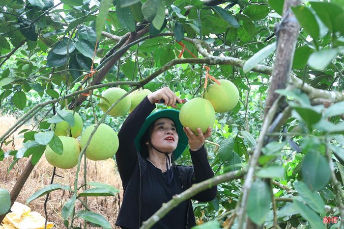 Các hợp tác xã, người dân thường xuyên thăm vườn để chuẩn bị cho thời điểm thu hoạch chính vụ.