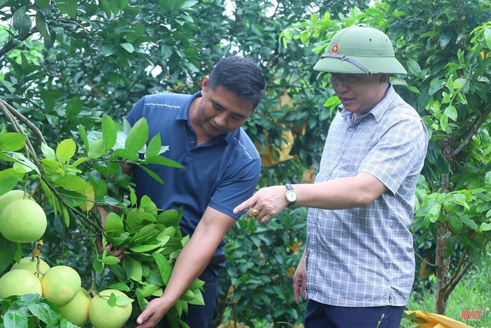  “Năm ngoái, hơn 1 ha bưởi của gia đình tôi cho thu hoạch trên 16.000 quả, nhưng năm nay dự kiến chỉ khoảng 8.000 quả. Bù lại, giai đoạn nuôi quả ít mưa, thuận lợi cho cây tích lũy đường nên quả có mẫu mã đẹp, vị ngọt đậm hơn so với những năm trước. Một số ít diện tích ra hoa sớm nên vườn bưởi đã cho thu hoạch”, anh Trần Quang Trung cho biết. 