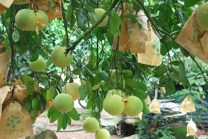  Chị Nguyễn Thị Hằng - Giám đốc HTX Sản xuất, Kinh doanh tổng hợp Nhật Hằng (xã Hương Đô) cho biết: "Nắng nhiều trong giai đoạn nuôi quả đã giúp bưởi có mẫu mã đẹp, vị ngọt đậm hơn. Đây sẽ là lợi thế để bưởi Phúc Trạch chinh phục thị trường trong mùa vụ năm nay". 