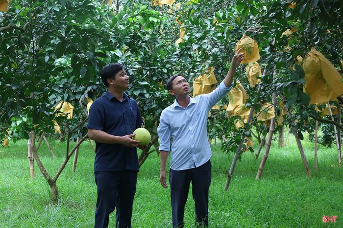 Là vùng trồng bưởi lớn nhất Hà Tĩnh, xã Phúc Trạch hiện có gần 550 ha bưởi, trong đó khoảng 450 ha đang cho quả. Nếu như năm 2025, sản lượng bưởi đạt hơn 6.950 tấn, doanh thu hơn 150 tỷ đồng thì năm nay, sản lượng dự kiến chỉ bằng hơn một nửa so với vụ trước. Tuy vậy, vụ bưởi này được đánh giá cao nhờ mẫu mã đẹp, chất lượng đồng đều.