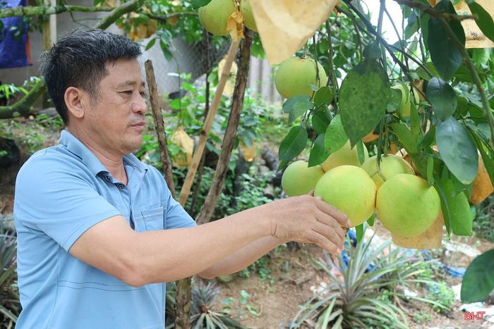 Vụ thu hoạch bưởi Phúc Trạch đã bắt đầu với những lứa quả chín sớm, giá bán hiện nay dao động từ 25-30 nghìn đồng/quả, tăng 15 - 20% so với cùng kỳ năm ngoái. Dự kiến khoảng một tháng nữa, khi bước vào chính vụ, thị trường sẽ rộn ràng hơn với dòng nông sản đặc sản nổi tiếng của vùng đất Hà Tĩnh.