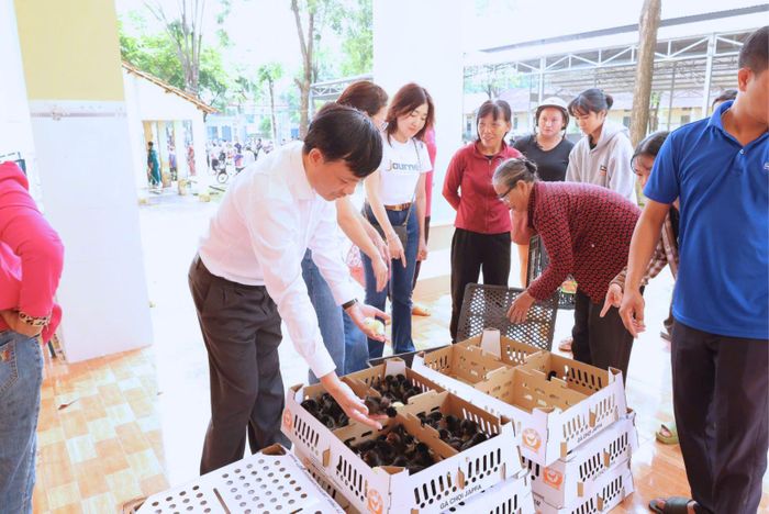 Gà Chọi đã tiêm vắc xin và phân loại trống mái được trao tặng nhằm hỗ trợ nông dân phát triển sinh kế.