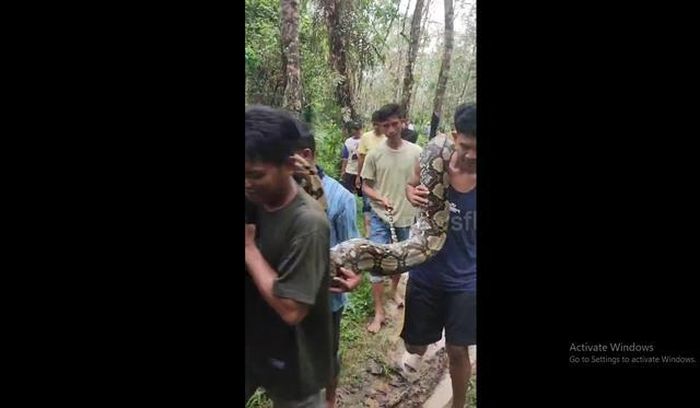 Hình ảnh người dân vác con trăn khủng về làng. Ảnh cắt từ clip Newsflare.