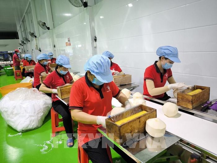 Công nhân chế biến dừa xuất khẩu tại nhà máy Kim Thanh (xã Giao Long, tỉnh Vĩnh Long). Ảnh: Huỳnh Phúc Hậu - TTXVN