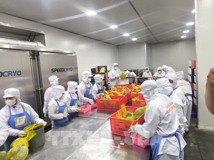 Công nhân chế biến trái cây xuất khẩu tại nhà máy Chánh Thu (xã Chợ Lách, tỉnh Vĩnh Long). Ảnh: Huỳnh Phúc Hậu - TTXVN