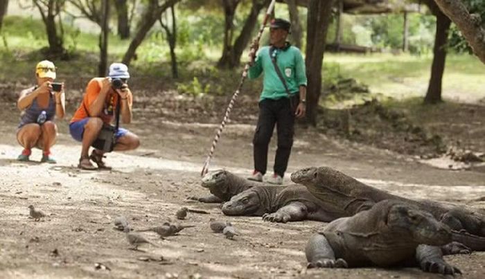 Rồng Komodo khá quen thuộc với du khách