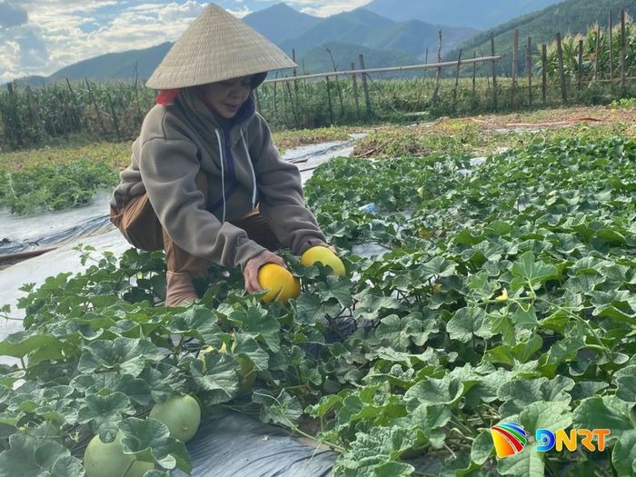 Dưa bở cùng với dưa lưới là đối tượng cây trồng mới tại vùng đất Ba Khe. Ảnh: HOÀNG LIÊN