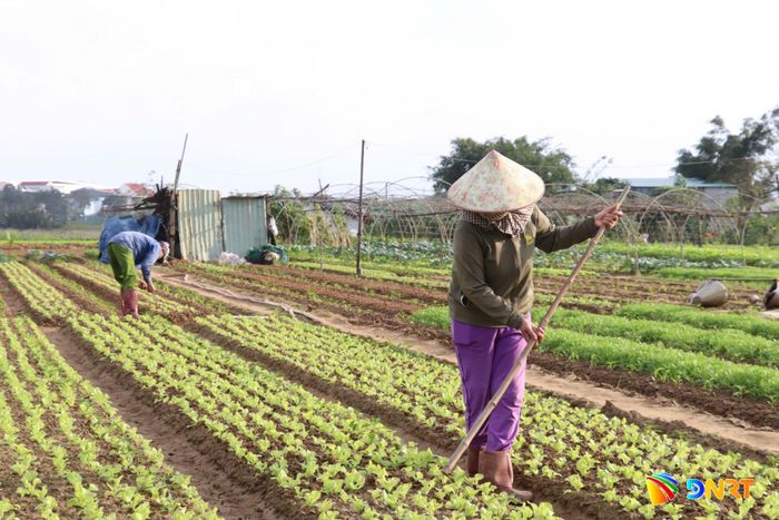 Canh tác sạch, hữu cơ giúp bảo vệ môi trường và an toàn cho nông dân. TRONG ẢNH: Hoạt động sản xuất tại Hợp tác xã Rau an toàn La Hường (phường Cẩm Lệ). Ảnh: HỮU ANH
