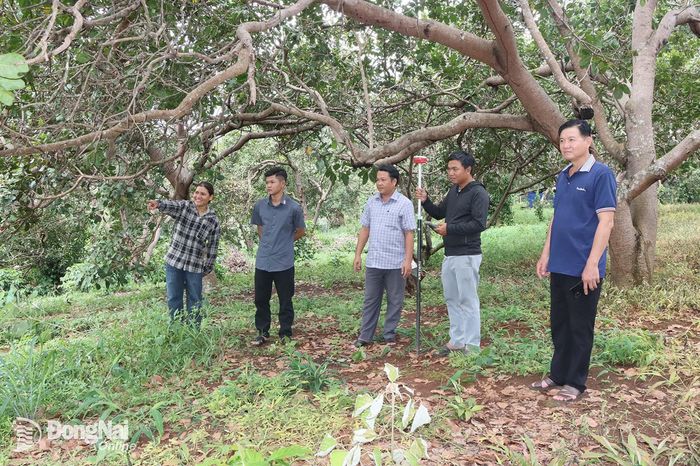 Các thành viên của tổ công tác tiến hành xác minh ranh giới khu rẫy của một hộ dân ở xã Bù Đăng.