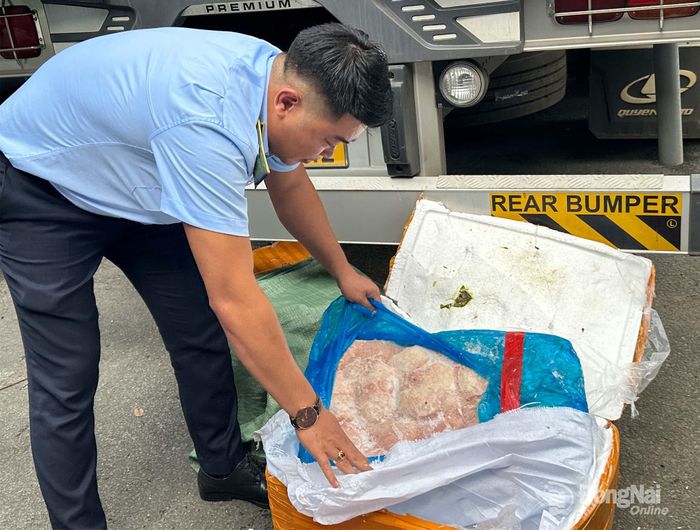 Đội quản lý thị trường cơ động phát hiện bẹ sữa heo đông lạnh trên xe. Ảnh: Quốc Vinh
