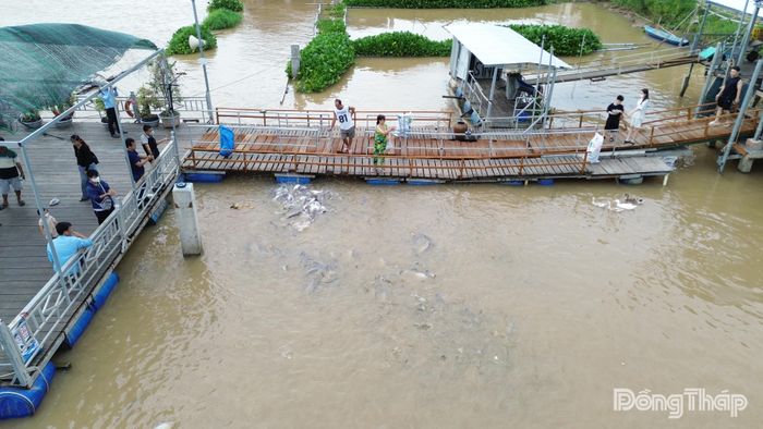 Đàn cá ngày càng phát triển khi được sự "chở che" của cộng đồng.