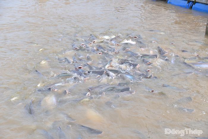 Hàng ngàn con cá tra ngoi lên mặt nước đớp mồi.