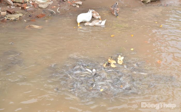Đàn cá tại khu vực bảo tồn rất đa dạng.
