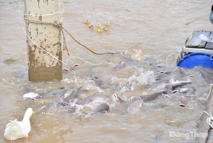 Đàn cá tại khu vực bảo tồn rất đa dạng.