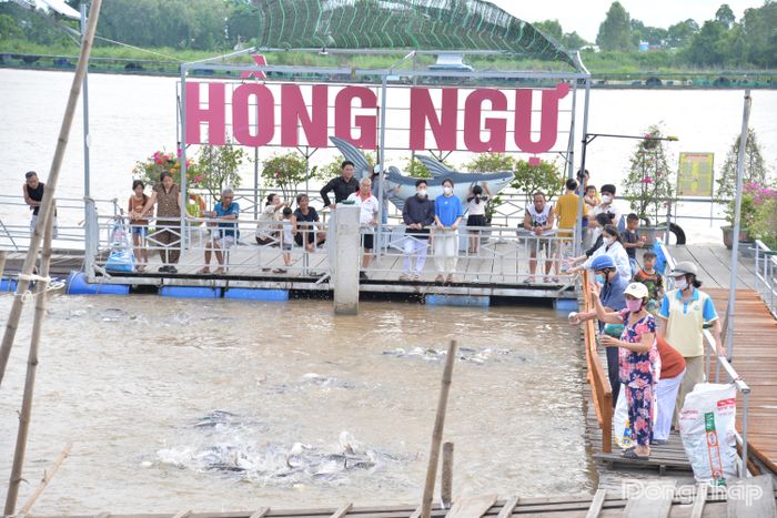 Những chiều cuối tuần, khu vực bảo tồn nguồn cá tự nhiên thuộc Tổ cộng đồng bảo vệ nguồn lợi thủy sản Hồng Ngự có khoảng 100 người đến tham quan, trải nghiệm cho cá ăn.