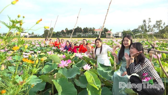 Đông đảo người dân và du khách đến tham quan, lưu lại những khoảnh khắc đẹp giữa cánh đồng sen đang khoe sắc tại xã Tân Thạnh.