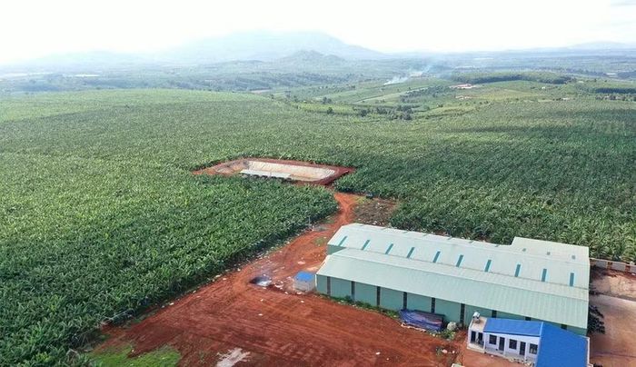 Vùng trồng chuối tập trung ở khu vực Tây Gia Lai gắn với cơ sở sơ chế, đóng gói, hướng đến nâng cao giá trị và đáp ứng yêu cầu truy xuất nguồn gốc. Ảnh: P.N