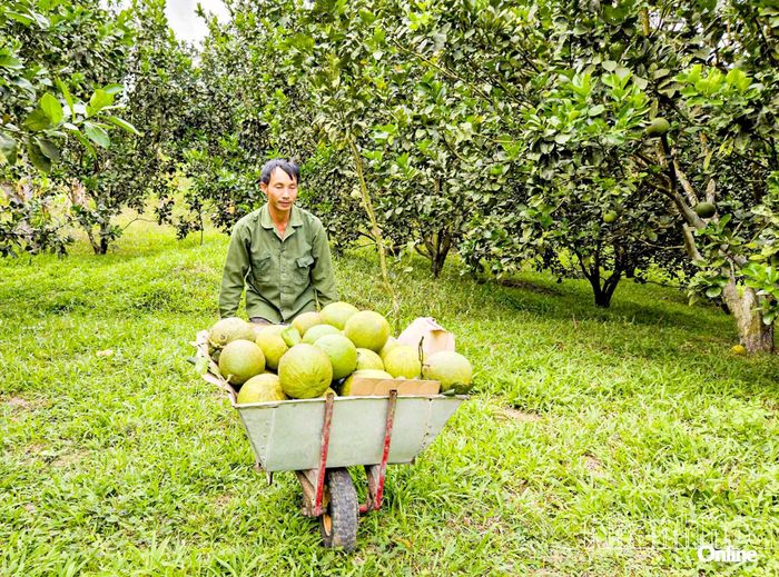Nông dân xã Khánh Vĩnh thu hoạch bưởi da xanh.