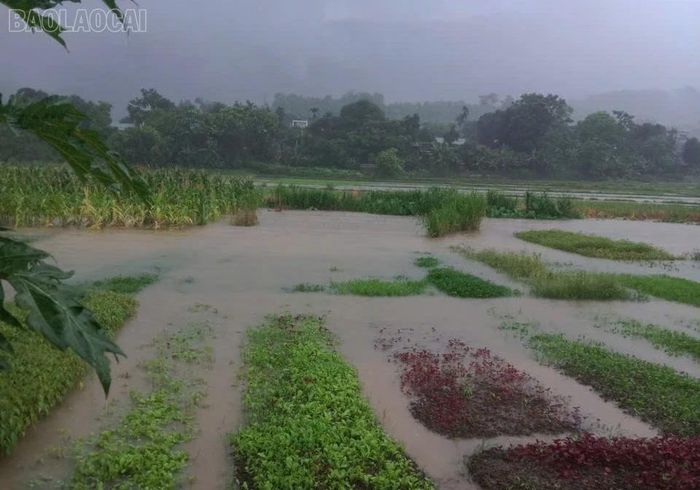 Nhiều diện tích hoa màu của xã Bát Xát bị ngập. (Ảnh: CTV).