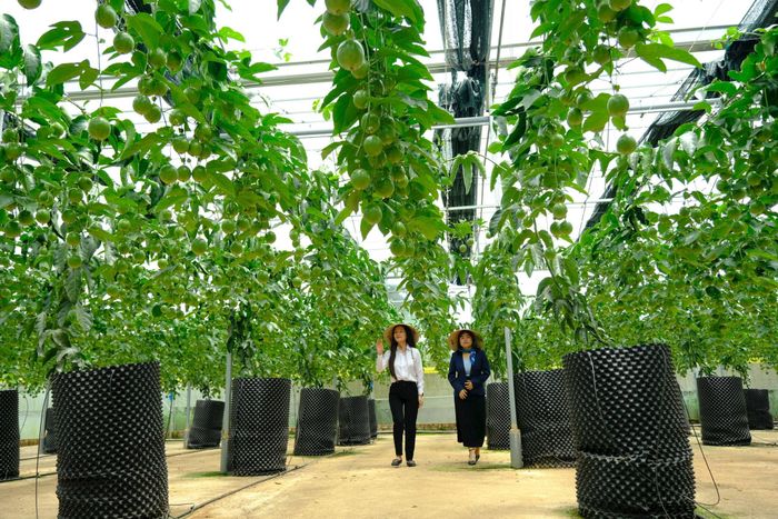 Toàn tỉnh Lâm Đồng có 10 mã số vùng trồng chanh dây với tổng diện tích 239,7 ha