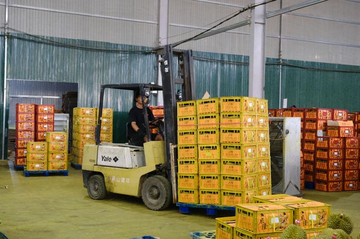 Xuất khẩu sầu riêng đã và đang mang lại nguồn thu nhập đáng kể cho người dân và doanh nghiệp
